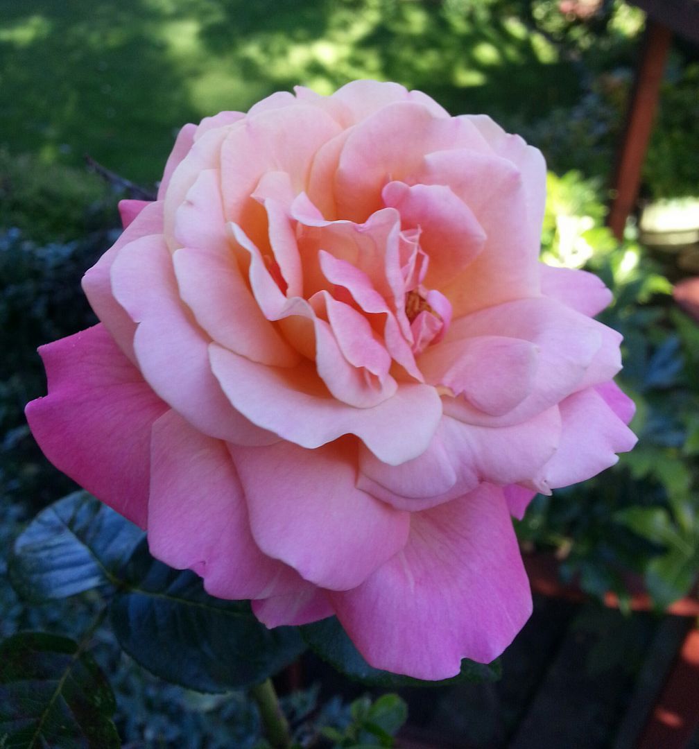  photo 20140927_160133-1_zpsku3mtwyw.jpg